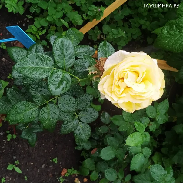 превью изображения отзыва
