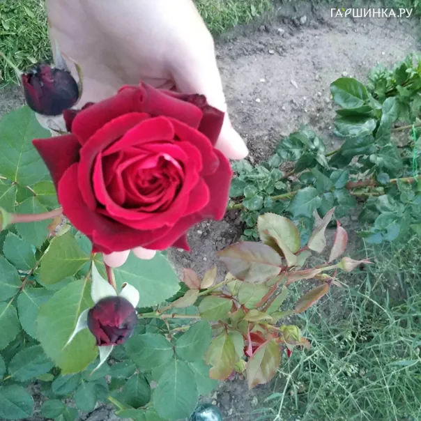 превью изображения отзыва