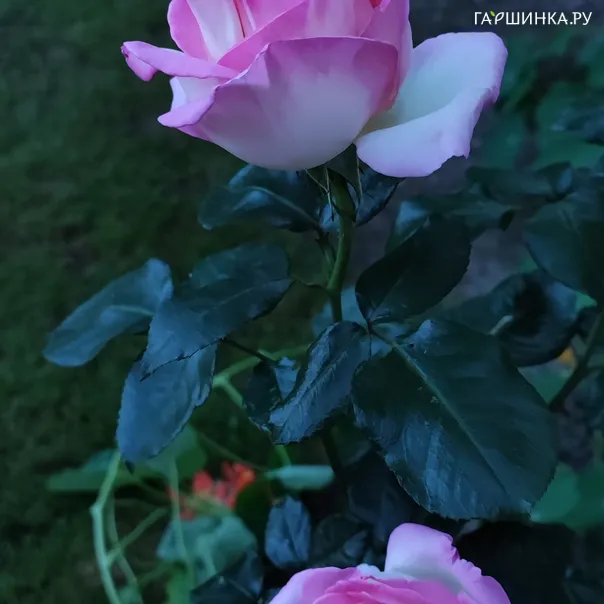 превью изображения отзыва