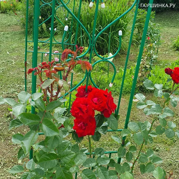 превью изображения отзыва