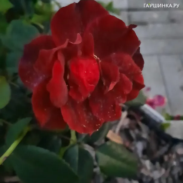 превью изображения отзыва