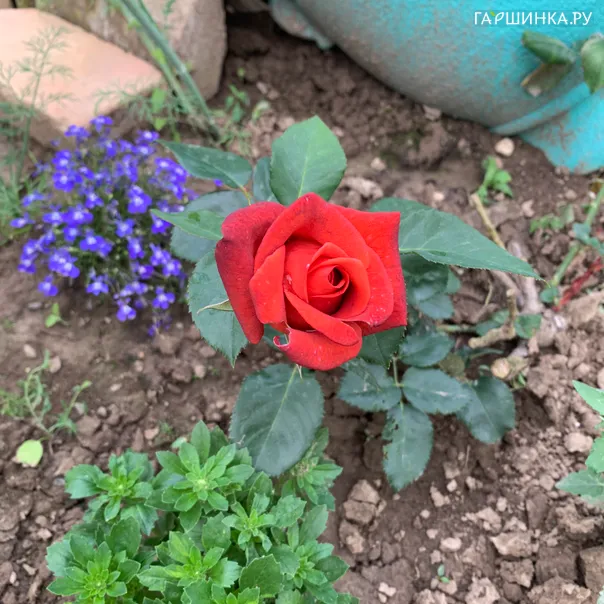 превью изображения отзыва