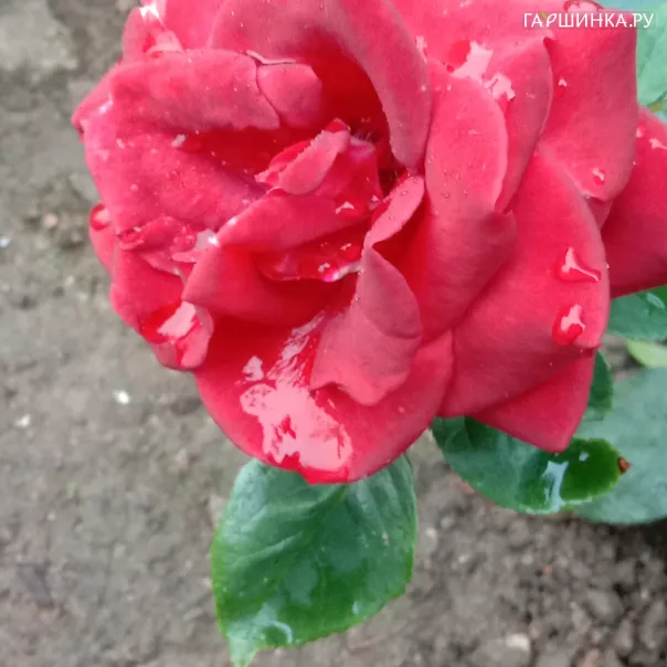 превью изображения отзыва
