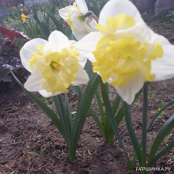 превью изображения отзыва