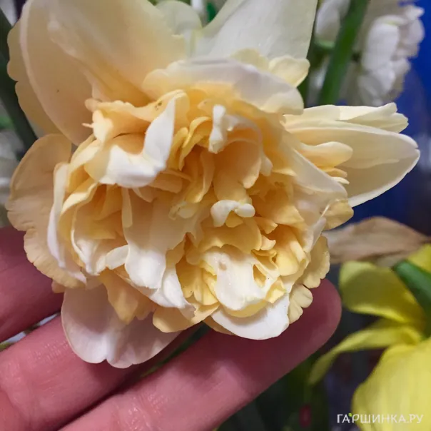 превью изображения отзыва