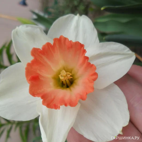 превью изображения отзыва