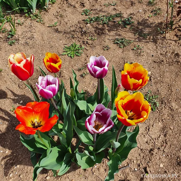 превью изображения отзыва