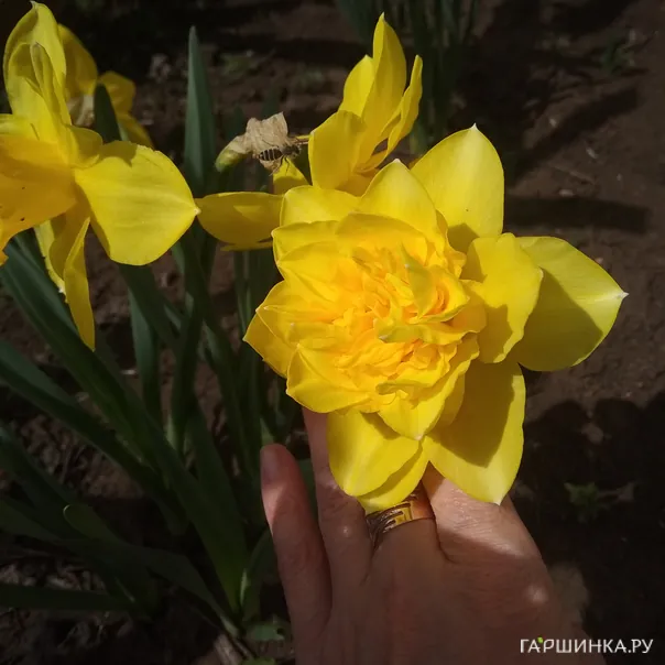 превью изображения отзыва