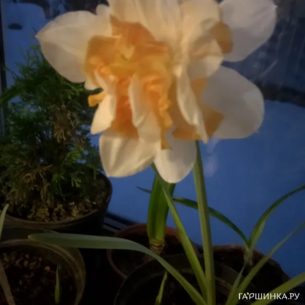 превью изображения отзыва