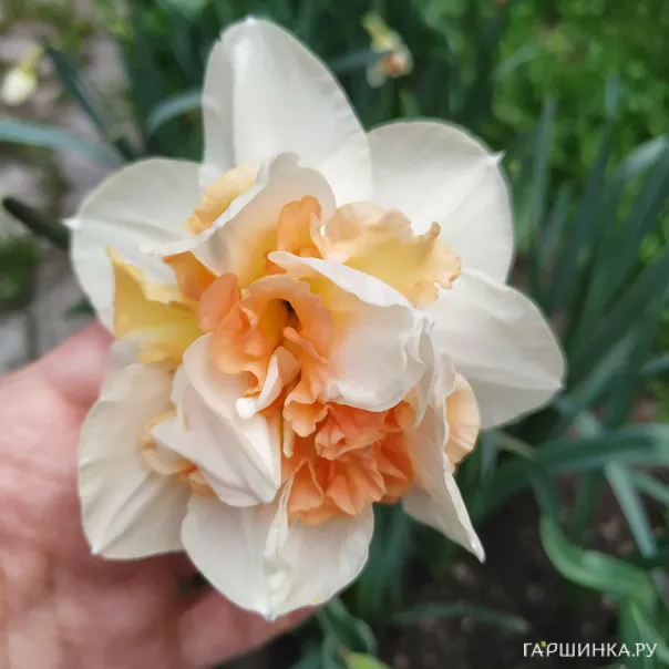 превью изображения отзыва