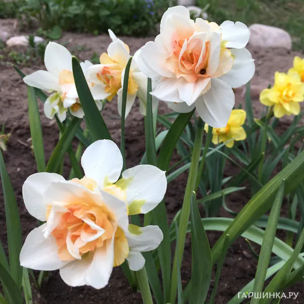 превью изображения отзыва