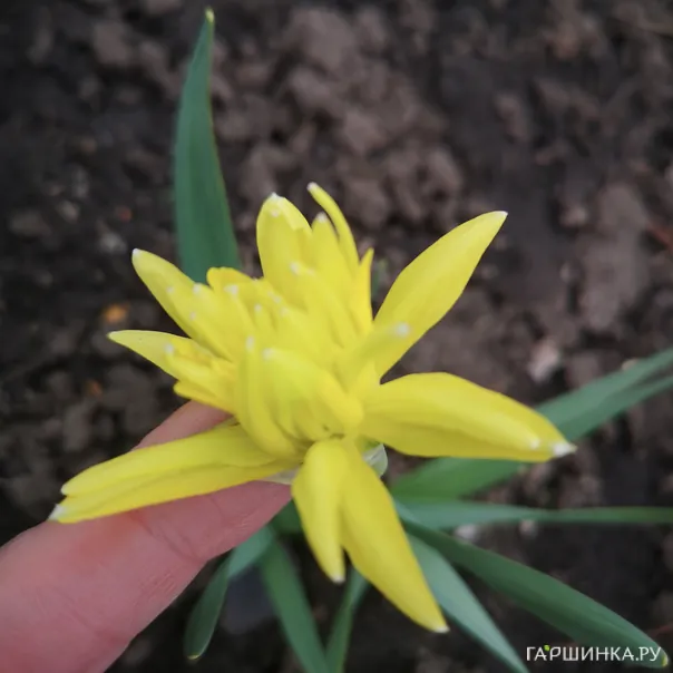 превью изображения отзыва