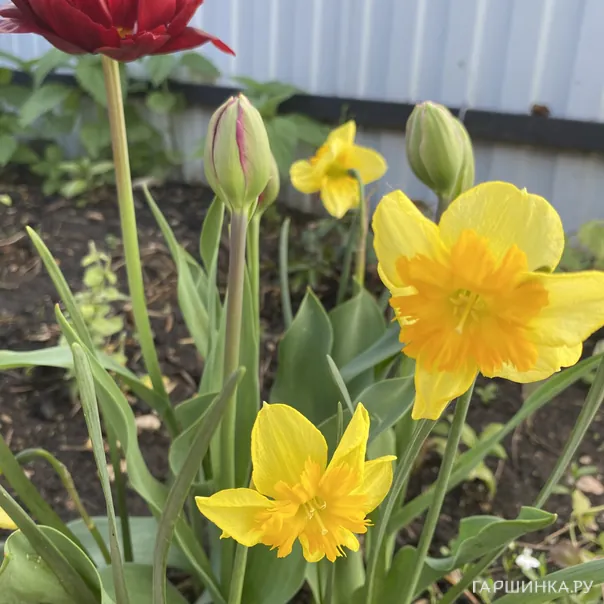 превью изображения отзыва