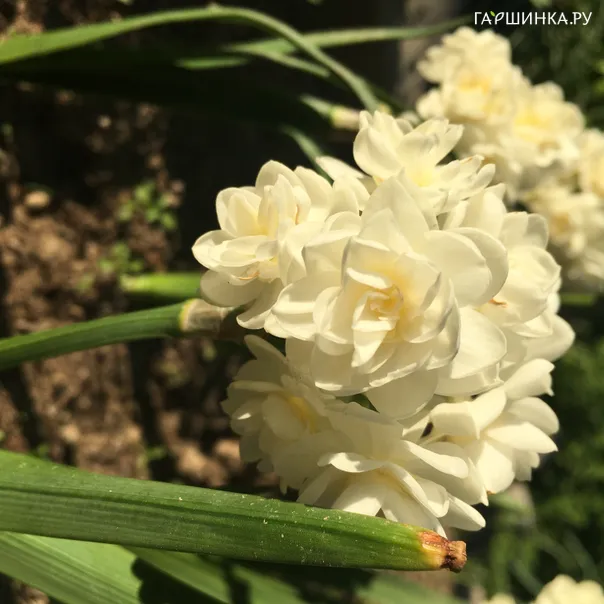 превью изображения отзыва