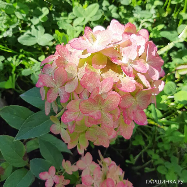 превью изображения отзыва