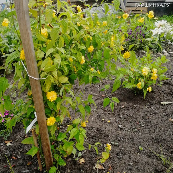 превью изображения отзыва