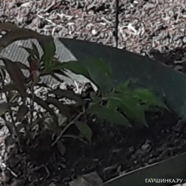 превью изображения отзыва