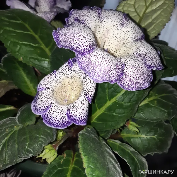 превью изображения отзыва