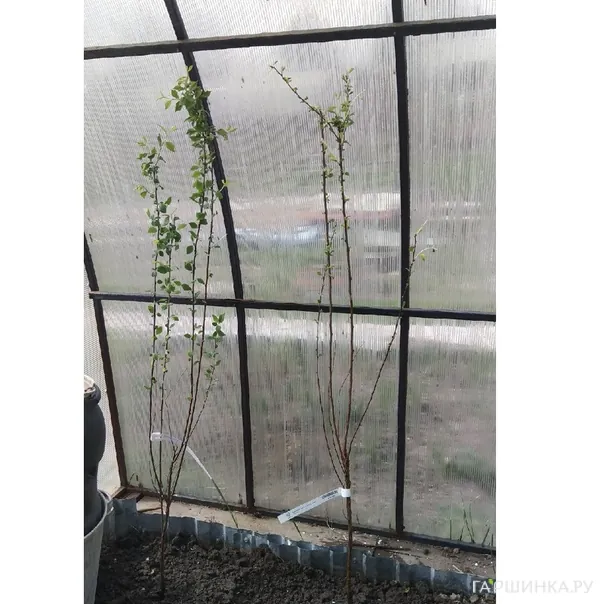 превью изображения отзыва