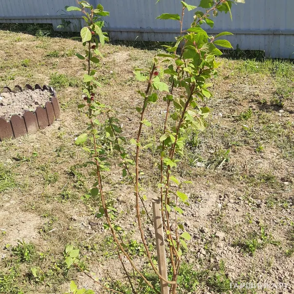 превью изображения отзыва