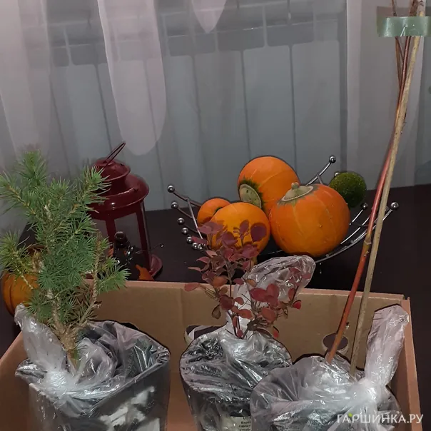 превью изображения отзыва