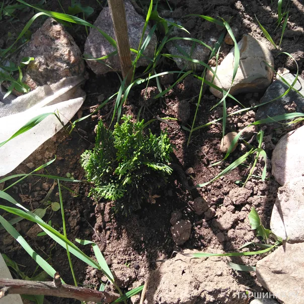 превью изображения отзыва