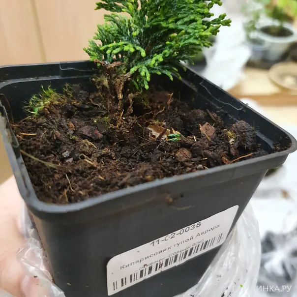 превью изображения отзыва