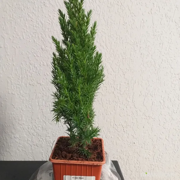 превью изображения отзыва