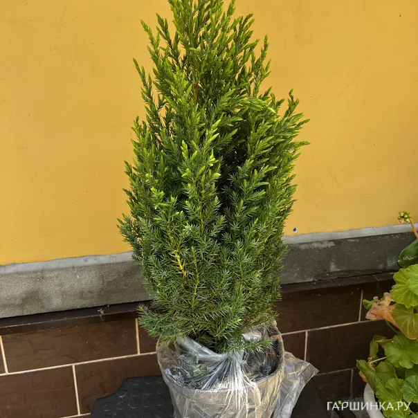 превью изображения отзыва