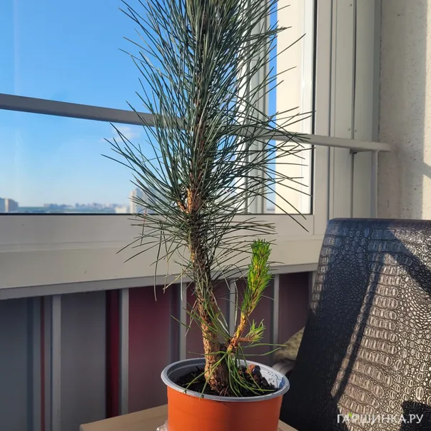 превью изображения отзыва