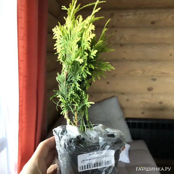 превью изображения отзыва