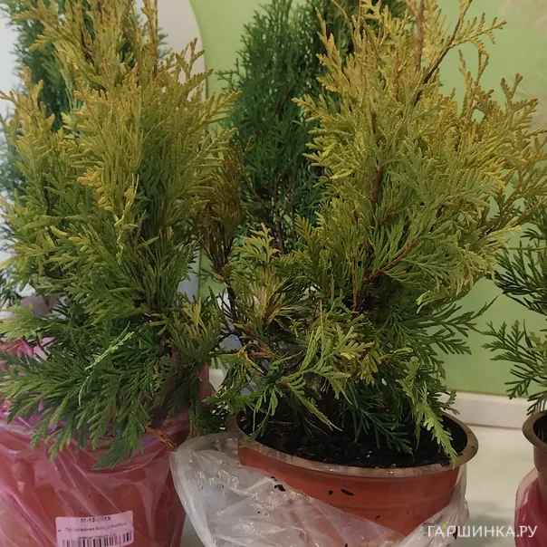 превью изображения отзыва