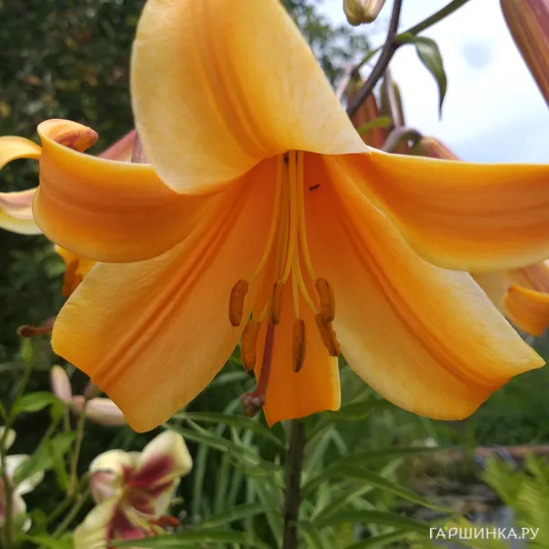 превью изображения отзыва