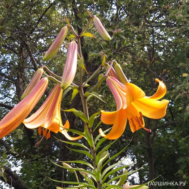 превью изображения отзыва