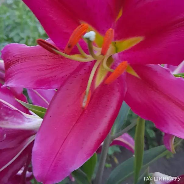 превью изображения отзыва