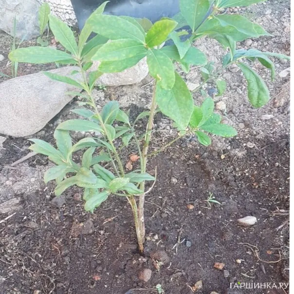 превью изображения отзыва