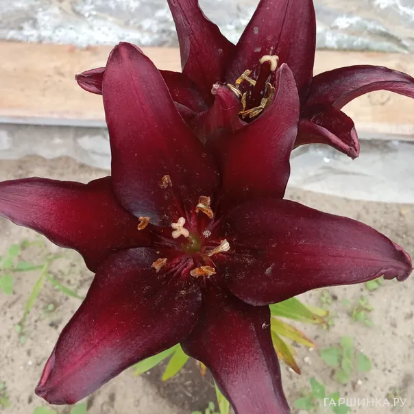 превью изображения отзыва