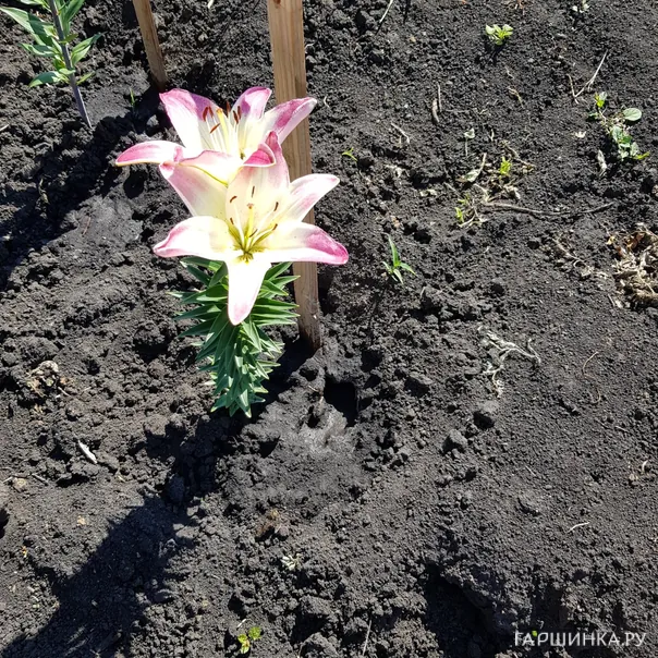 превью изображения отзыва