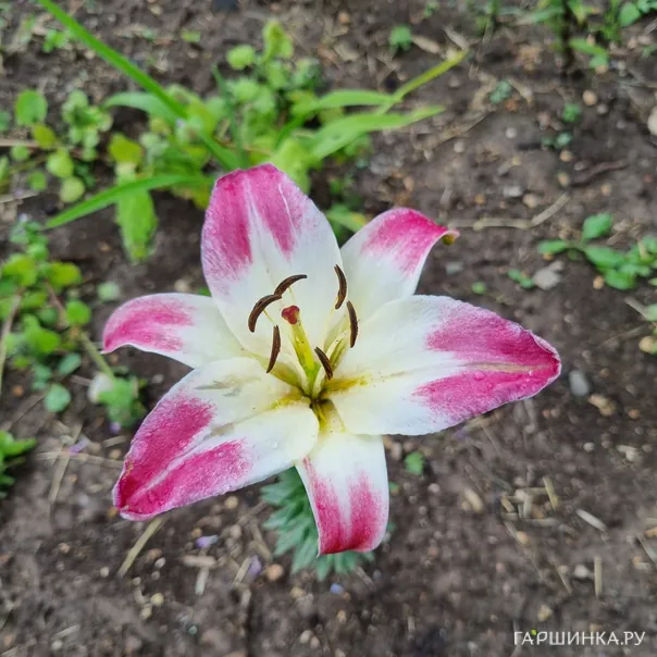 превью изображения отзыва