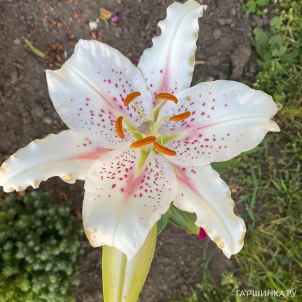 превью изображения отзыва