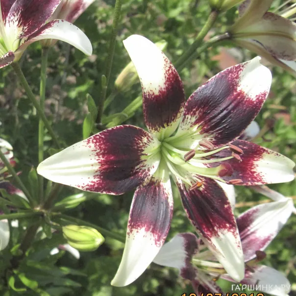 превью изображения отзыва