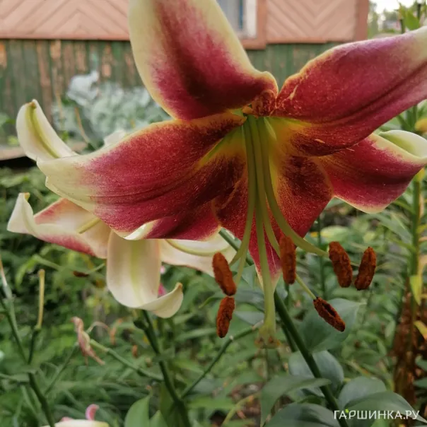 превью изображения отзыва