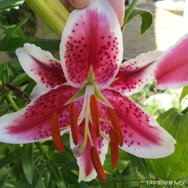 превью изображения отзыва