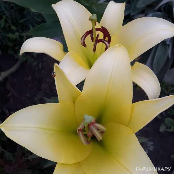 превью изображения отзыва