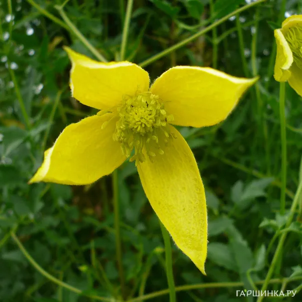 превью изображения отзыва