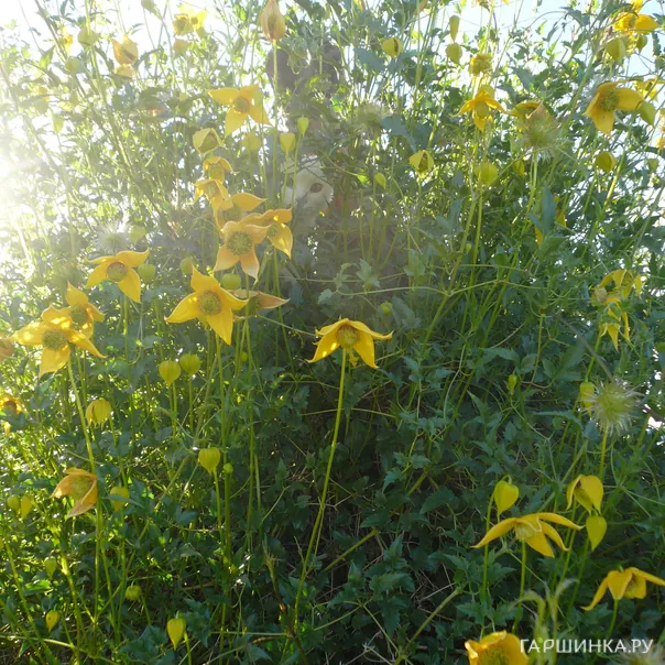 превью изображения отзыва