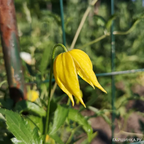 превью изображения отзыва