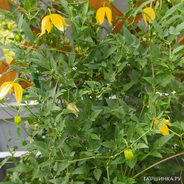 превью изображения отзыва