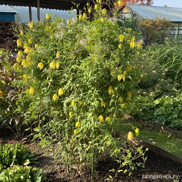 превью изображения отзыва