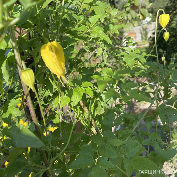 превью изображения отзыва